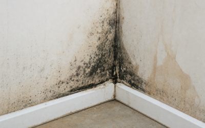 Mold Insurance Coverage: Limits NC Homeowners Miss
