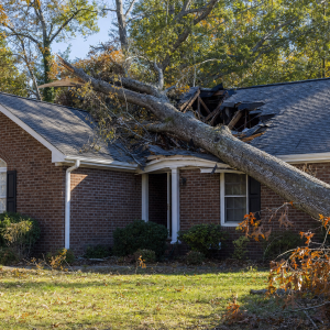 Tree Damage Insurance Claim